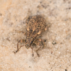 Sitona cylindricollis