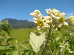 Solanum erianthum
