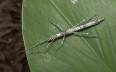 Neoasceles