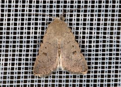 Caradrina aspersa