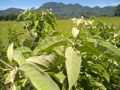 Solanum erianthum