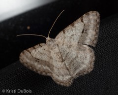 Digrammia denticulata