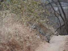 Panthera pardus fusca