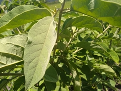 Solanum erianthum