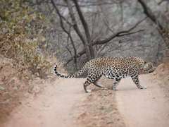 Panthera pardus fusca