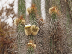 Chilean Torch Cactus (Eulychnia breviflora)