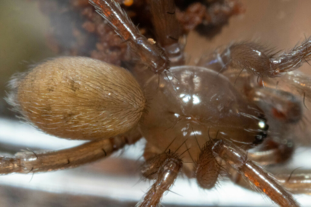 Cicurina placida