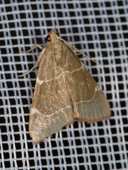 Hypsopygia fulvocilialis