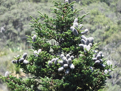 Vejar's fir (Abies vejarii)