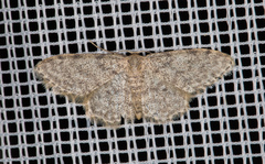 Idaea alyssumata