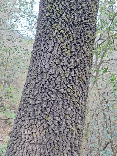 Quercus cupreata