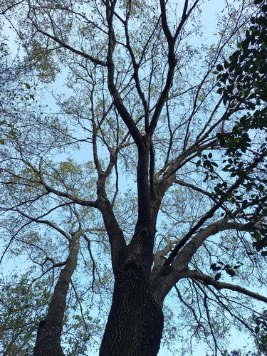 Quercus cupreata