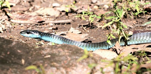 Common Tree Snake sighting