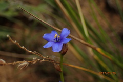 Aristea torulosa