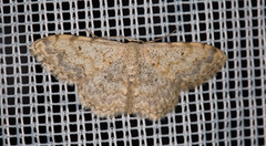 Scopula submutata