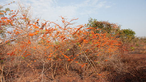 forest flame-creeper