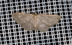 Idaea obsoletaria