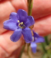 Aristea torulosa