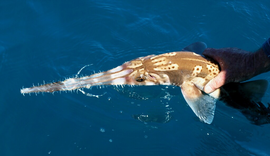 Longnose Sawshark