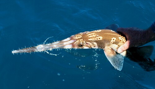 Common Sawshark