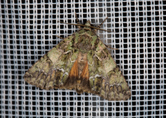 Polyphaenis sericata