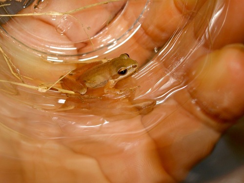 Pseudacris feriarum