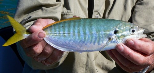 Barred yellowtail scad (Atule mate) — Carangidae — 2