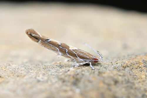 Pyroderces apparitella (Walker, 1864)
