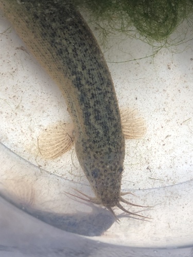 Chinese muddy loach (Misgurnus mizolepis) — Cobitidae — 5