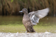 Brown Teal photo 4
