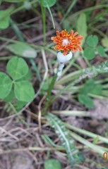 Agoseris aurantiaca