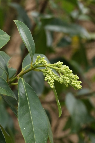 Image of Staphylea arguta by no rights reserved