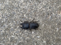 Dorcus parallelipipedus