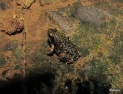 Uperodon systoma