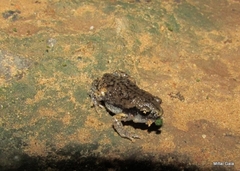 Uperodon systoma