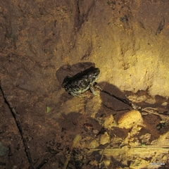 Uperodon systoma