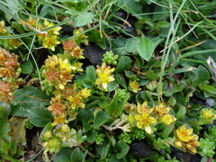 Sedum alpestre