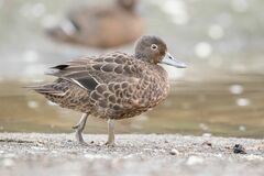 Brown Teal photo 3