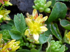 Sedum alpestre