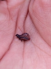 Leptinotarsa decemlineata