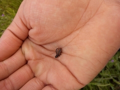 Leptinotarsa decemlineata