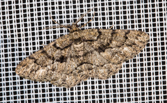 Peribatodes ilicaria