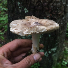Tricholoma virgatum