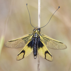 Libelloides longicornis