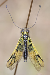 Libelloides longicornis