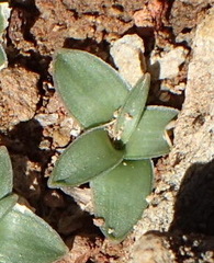Drimia ciliata