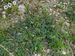 Astragalus norvegicus