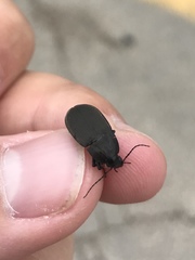 Chlaenius tomentosus