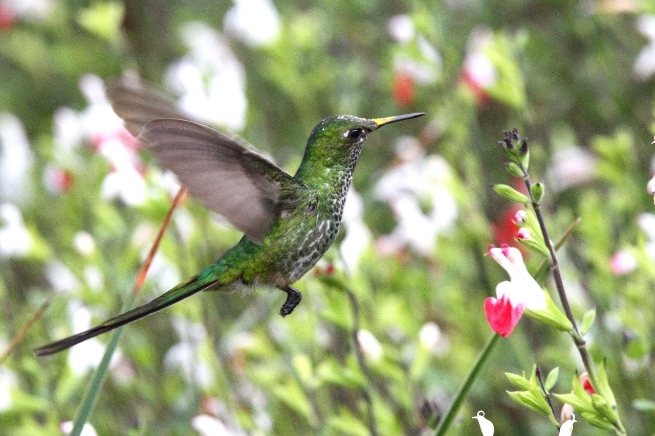 Green-tailed Trainbearer (Lesbia nuna), photo 6