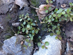 Lobelia angulata